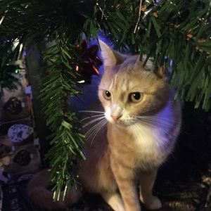 Meet your Posher, Tess